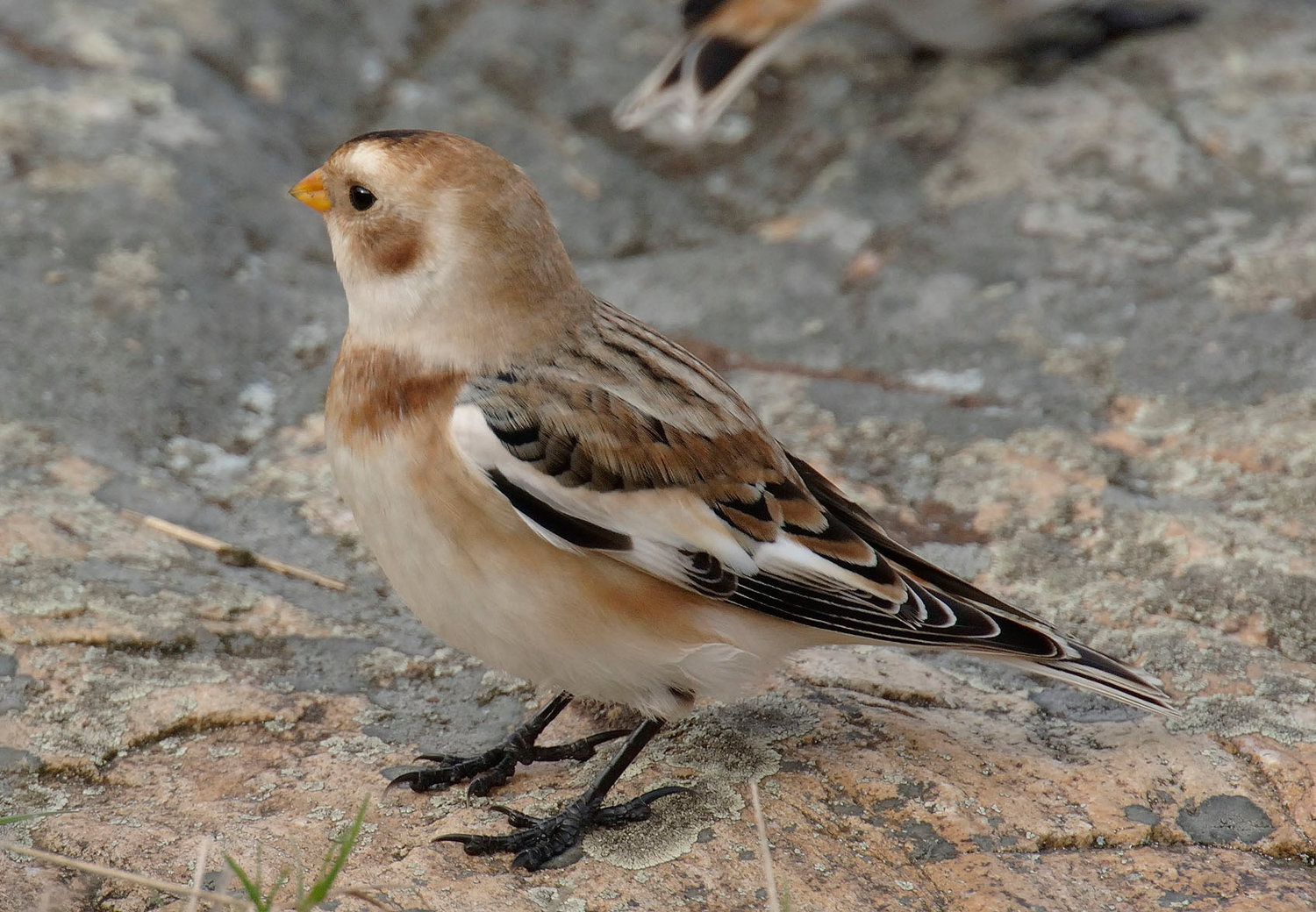 Snow buntings are a winter visitor here; they can be found in bare fields, foraging in crop stubble. They can blend in pretty well thanks to their color, so they could be hard to spot while on the ground. They typically move in large flocks, so they are more easily spotted when moving from place to place. This individual was spotted in the fall along the Appalachian Trail in Sussex County, NJ.